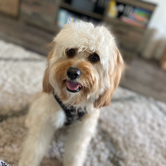 Meet your Posher, Meritssy - Picture 2 of 2